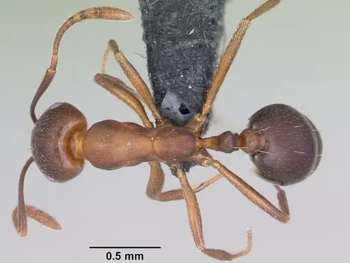 Monomorium subopacum specimen CASENT0064820 image casent0064820_1