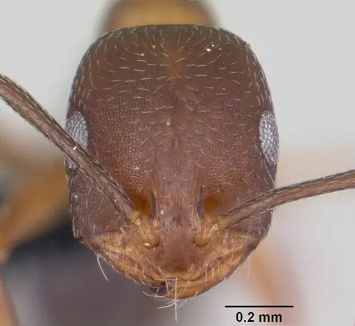 Monomorium subopacum specimen CASENT0064820 image casent0064820_2