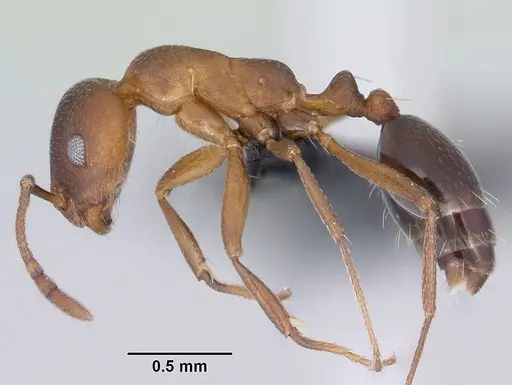 Monomorium subopacum specimen CASENT0064820 image casent0064820_3