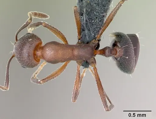 Monomorium subopacum specimen CASENT0068113 image casent0068113_1