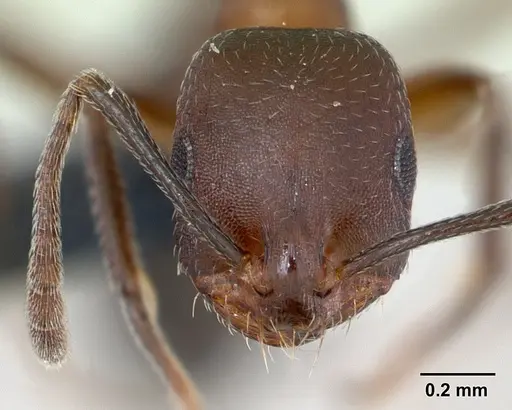 Monomorium subopacum specimen CASENT0068113 image casent0068113_2