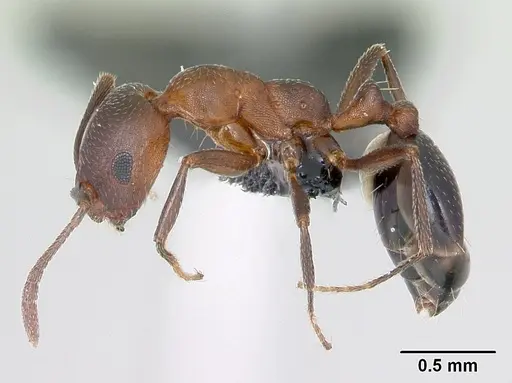 Monomorium subopacum specimen CASENT0068113 image casent0068113_3