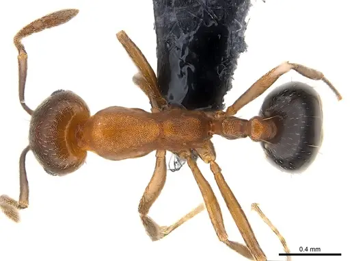 Monomorium subopacum specimen CASENT0147107 image casent0147107_1