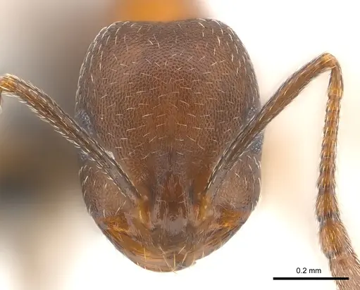 Monomorium subopacum specimen CASENT0147107 image casent0147107_2