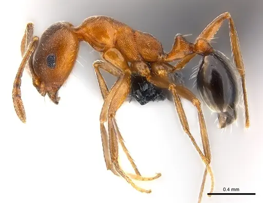 Monomorium subopacum specimen CASENT0147107 image casent0147107_3