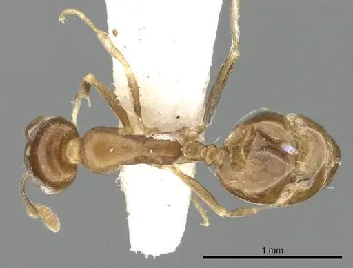 Monomorium subopacum specimen CASENT0249835 image casent0249835_1