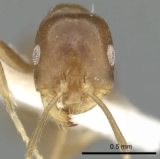 Monomorium subopacum specimen CASENT0249835 image casent0249835_2