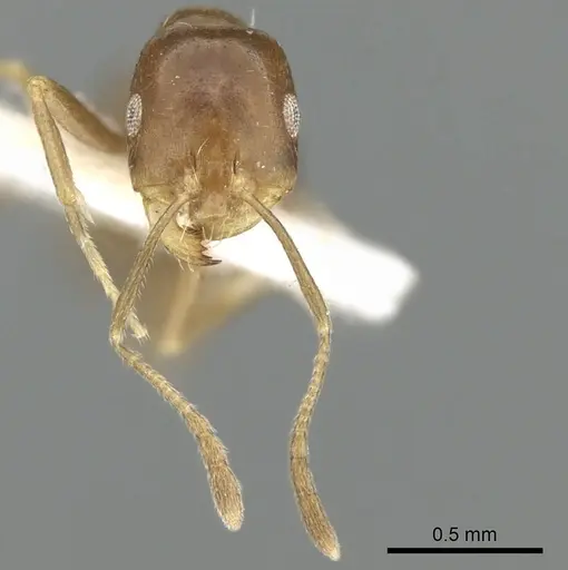 Monomorium subopacum specimen CASENT0249835 image casent0249835_3