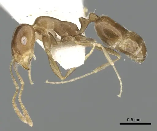 Monomorium subopacum specimen CASENT0249835 image casent0249835_4