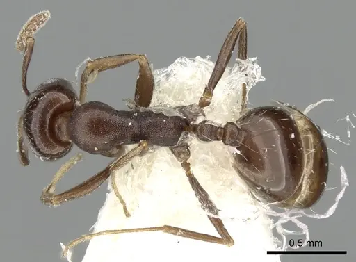 Monomorium subopacum specimen CASENT0249857 image casent0249857_1