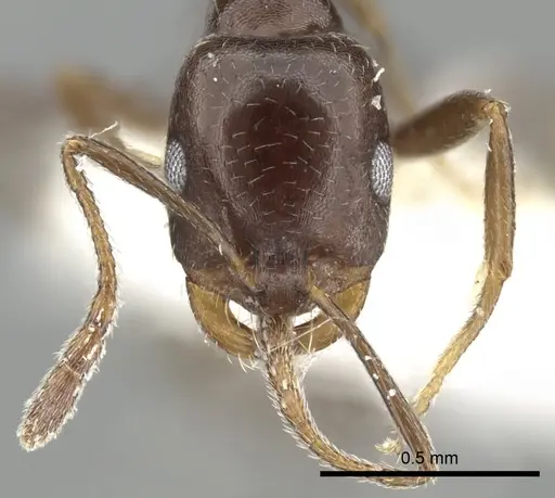 Monomorium subopacum specimen CASENT0249857 image casent0249857_2