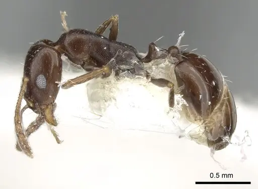 Monomorium subopacum specimen CASENT0249857 image casent0249857_3