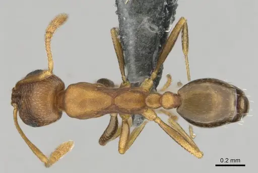 Monomorium subopacum specimen CASENT0252770 image casent0252770_1