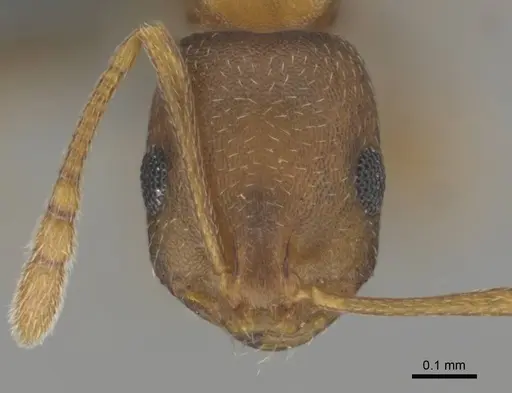 Monomorium subopacum specimen CASENT0252770 image casent0252770_2