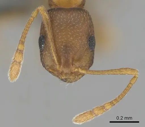 Monomorium subopacum specimen CASENT0252770 image casent0252770_3