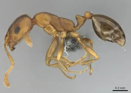 Monomorium subopacum specimen CASENT0252770 image casent0252770_4