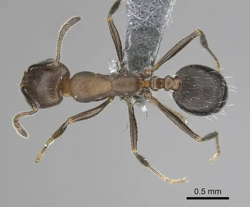 Monomorium subopacum specimen CASENT0264297 image casent0264297_1