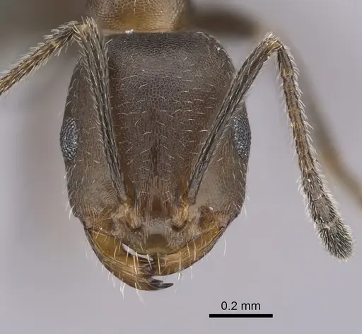 Monomorium subopacum specimen CASENT0264297 image casent0264297_2