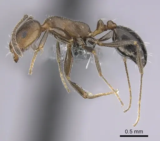 Monomorium subopacum specimen CASENT0264297 image casent0264297_3