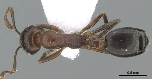Monomorium subopacum specimen CASENT0281550 image casent0281550_1