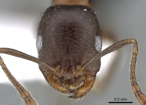 Monomorium subopacum specimen CASENT0281550 image casent0281550_2