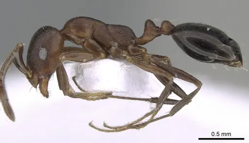 Monomorium subopacum specimen CASENT0281550 image casent0281550_3