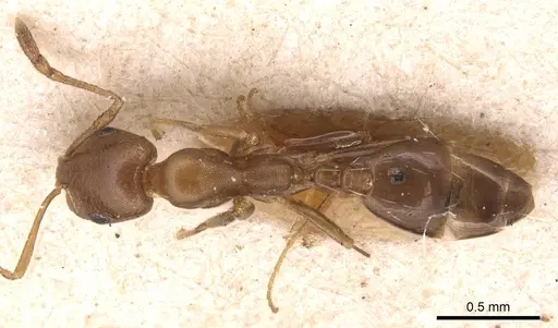 Monomorium subopacum specimen CASENT0904597 image casent0904597_1