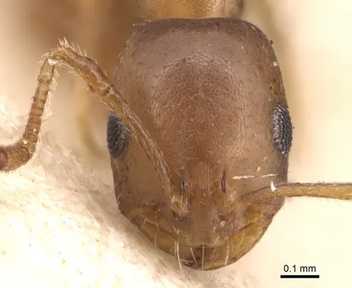 Monomorium subopacum specimen CASENT0904597 image casent0904597_2