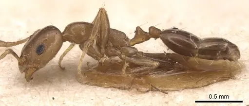 Monomorium subopacum specimen CASENT0904597 image casent0904597_3