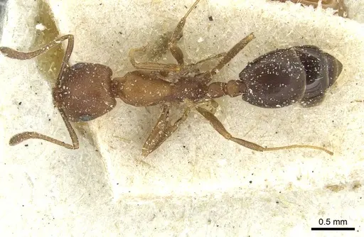 Monomorium subopacum specimen CASENT0913857 image casent0913857_1