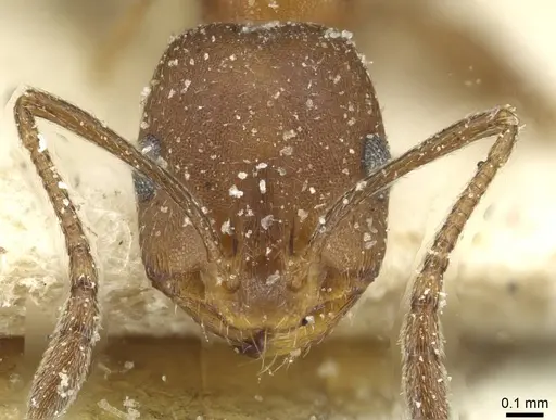 Monomorium subopacum specimen CASENT0913857 image casent0913857_2