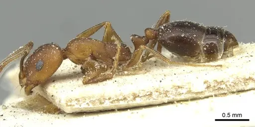 Monomorium subopacum specimen CASENT0913857 image casent0913857_3