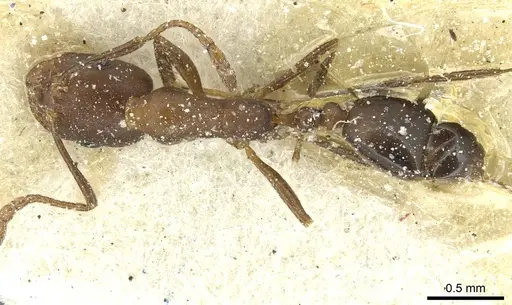 Monomorium subopacum specimen CASENT0913858 image casent0913858_1