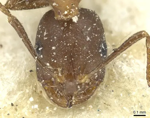Monomorium subopacum specimen CASENT0913858 image casent0913858_2