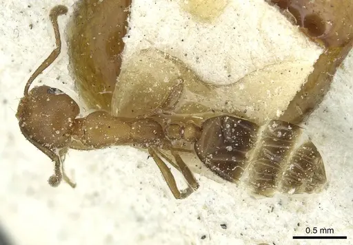 Monomorium subopacum specimen CASENT0913859 image casent0913859_1