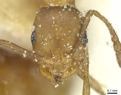 Monomorium subopacum specimen CASENT0913859 image casent0913859_2