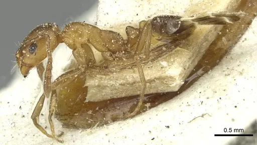 Monomorium subopacum specimen CASENT0913859 image casent0913859_3