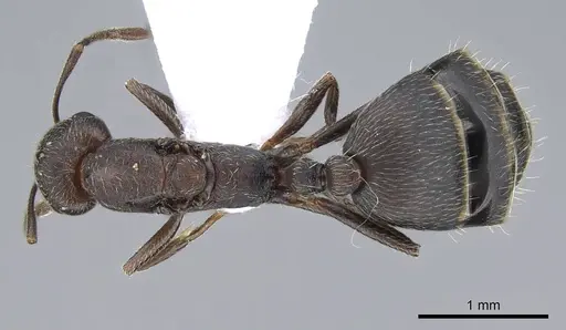 Monomorium subopacum specimen CASENT0914823 image casent0914823_1