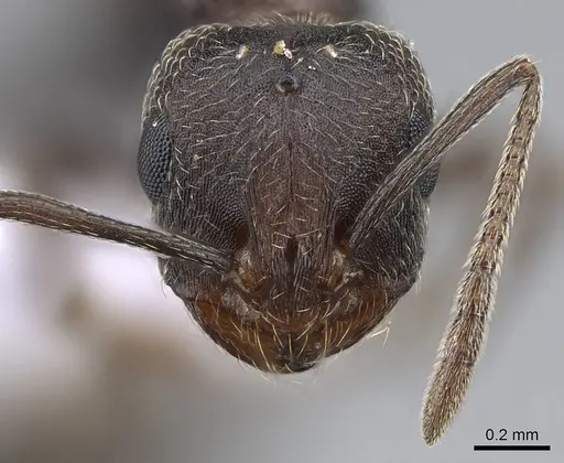Monomorium subopacum specimen CASENT0914823 image casent0914823_2