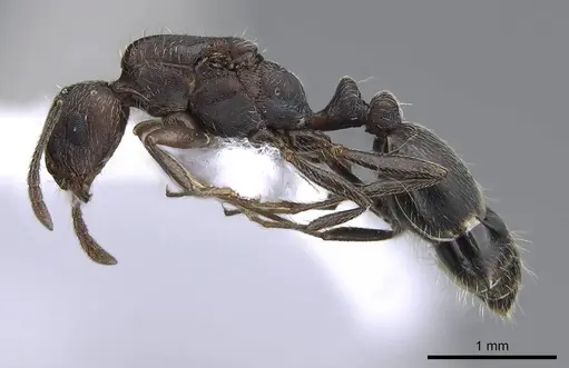 Monomorium subopacum specimen CASENT0914823 image casent0914823_3
