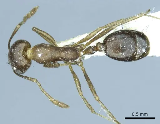 Monomorium subopacum specimen CASENT0916009 image casent0916009_1