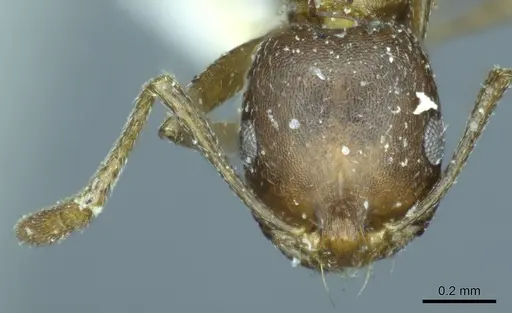 Monomorium subopacum specimen CASENT0916009 image casent0916009_2