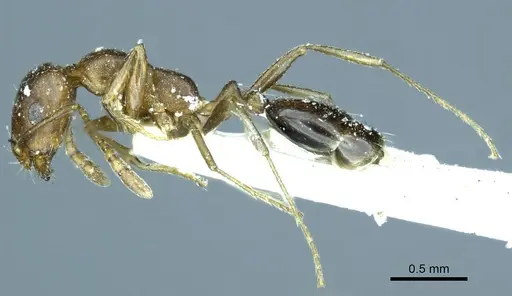 Monomorium subopacum specimen CASENT0916009 image casent0916009_3