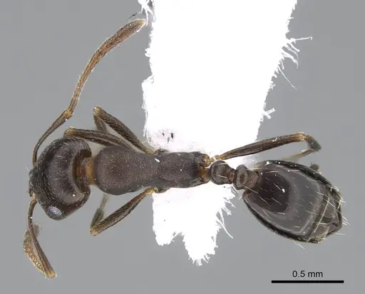 Monomorium subopacum specimen CASENT0922305 image casent0922305_1