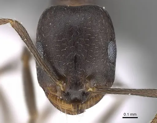 Monomorium subopacum specimen CASENT0922305 image casent0922305_2