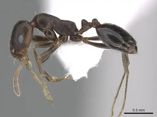 Monomorium subopacum specimen CASENT0922305 image casent0922305_3