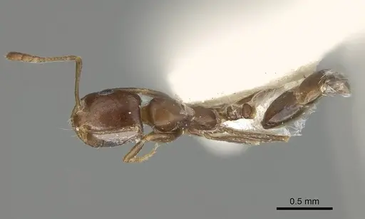 Monomorium subopacum specimen CASENT0922332 image casent0922332_1