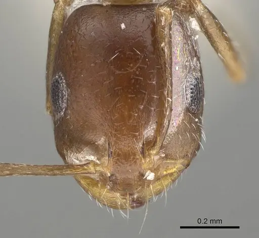 Monomorium subopacum specimen CASENT0922332 image casent0922332_2