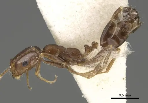 Monomorium subopacum specimen CASENT0922332 image casent0922332_3