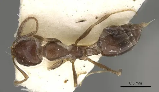 Monomorium subopacum specimen CASENT0922333 image casent0922333_1